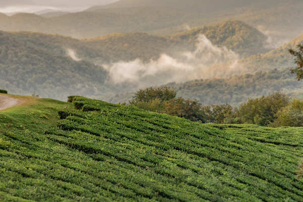 Локация для фотосессии - Чайные плантации