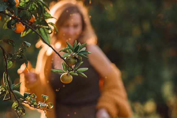 Локация для фотосессии - Цитрусовая фотосессия в мандариновом саду